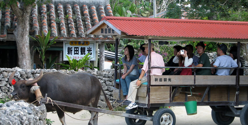 Buffalo Pulling Cart Riding Tour in Hoi An