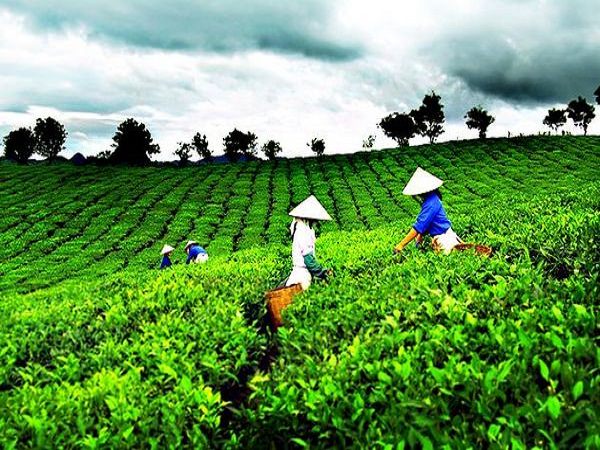 women at tea hills Cau Dat - Dalat 