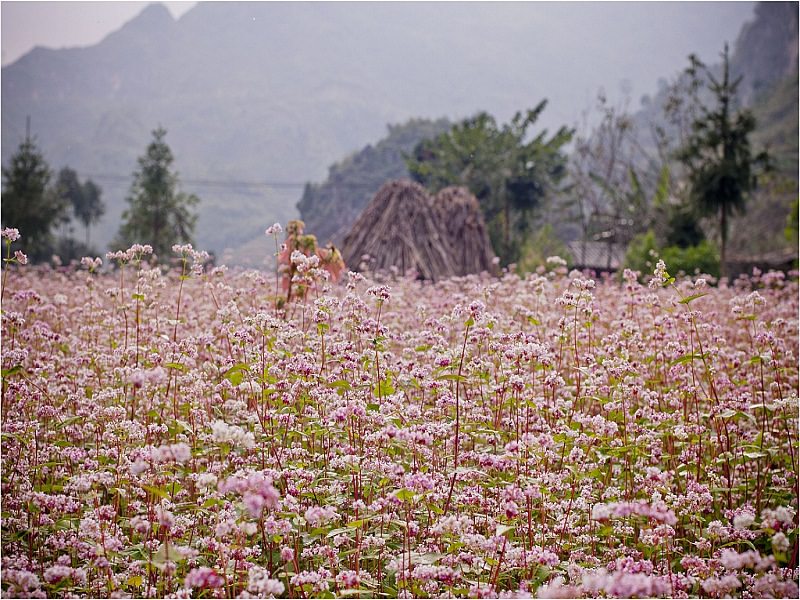 Tam Giac Mach flower field in Ha Giang 