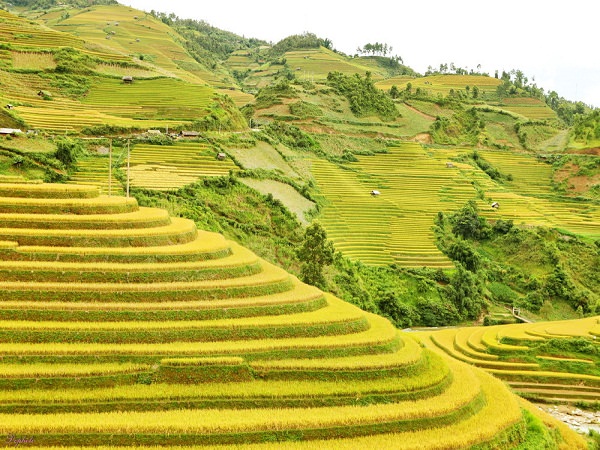 Mu Cang Chai beautiful moment in the year when rice started ripening