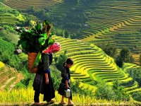 The Harvest Time of Rice Fields in Northwest – Northeast, Vietnam