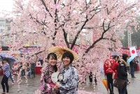 Travel to Da Nang in April to Join Sakura Festival