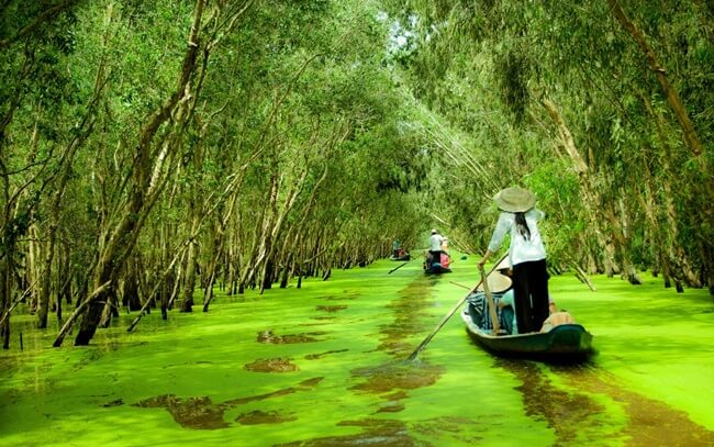 tømmerflåde Diverse varer plantageejer Top 6 Best Cajuput Forests in Vietnam for Nature Lovers