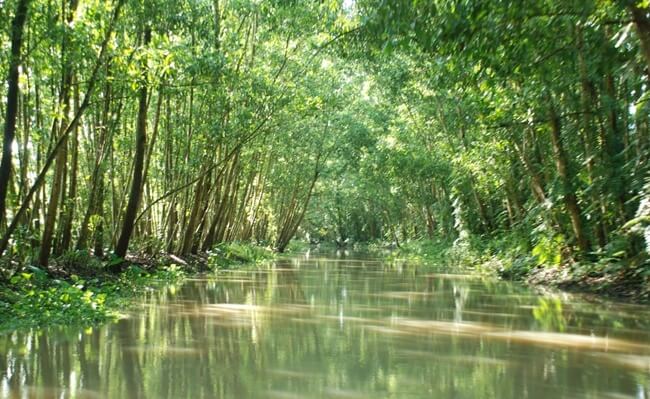 Cajuput Forests in Vietnam 6