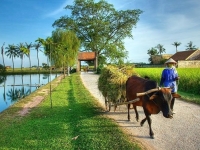 Day 1: Hanoi - Duong Lam ancient village - Mai Chau Valley (L,D) 