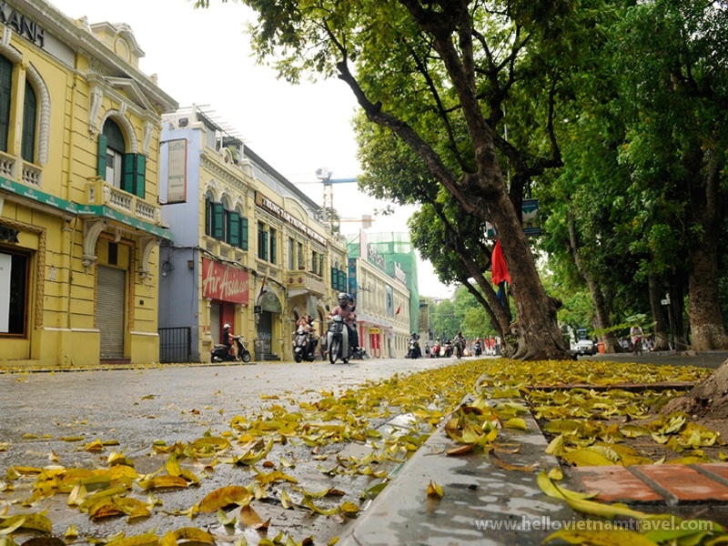 Autumn yellow leaves in Hanoi