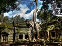 Day 1: Arrival at Siem Reap – Ta Prohm