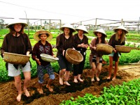 Tra Que Organic Village – A Corner of Vietnamese Farming Culture
